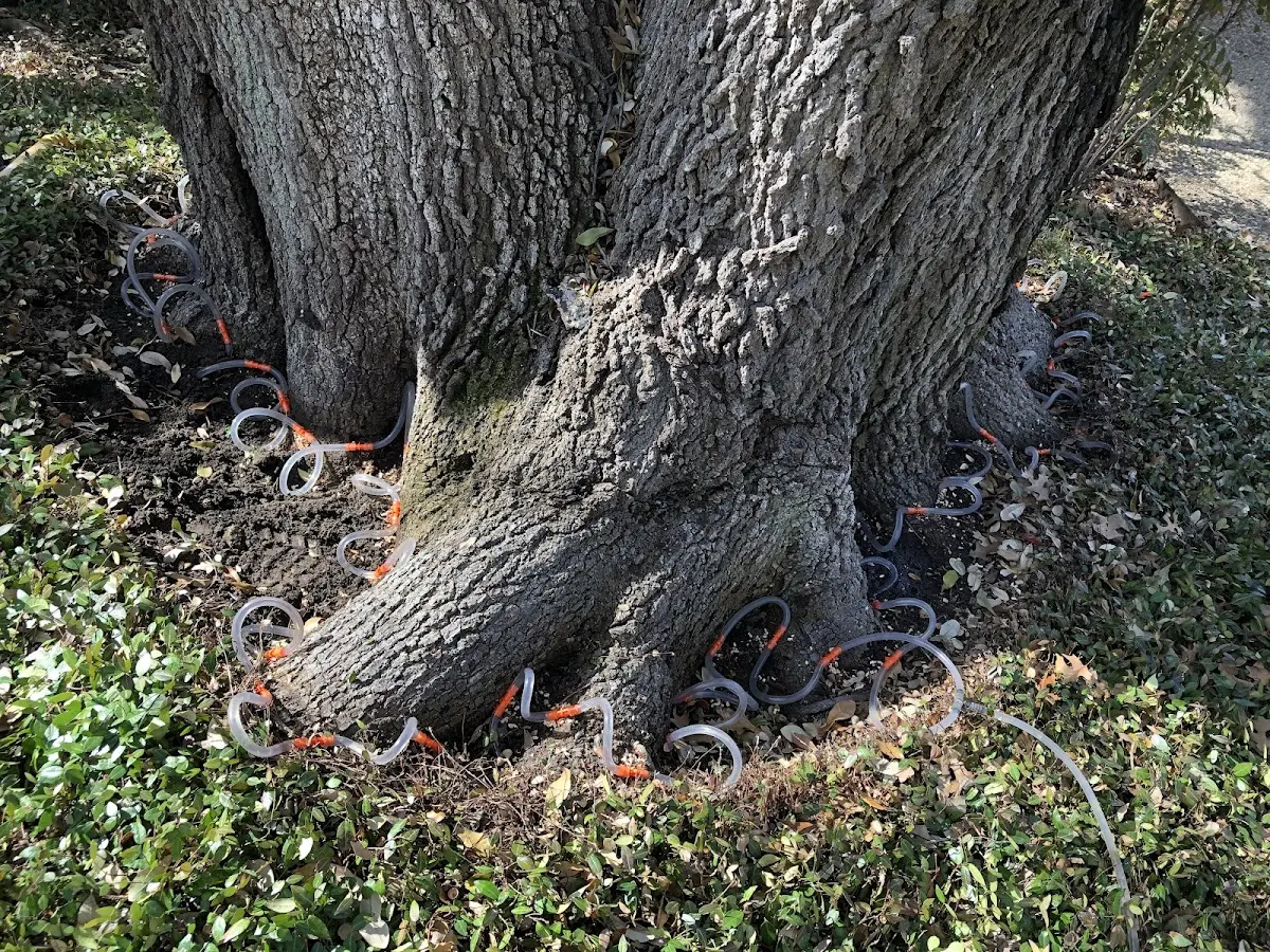 Detailed Tree Cabling and Bracing job site in Worcester