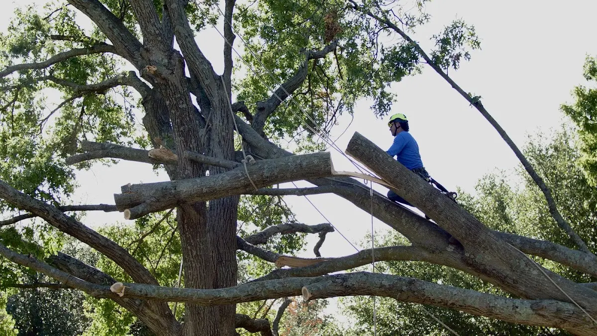 Professional Crown Thinning performed by certified arborists in Worcester